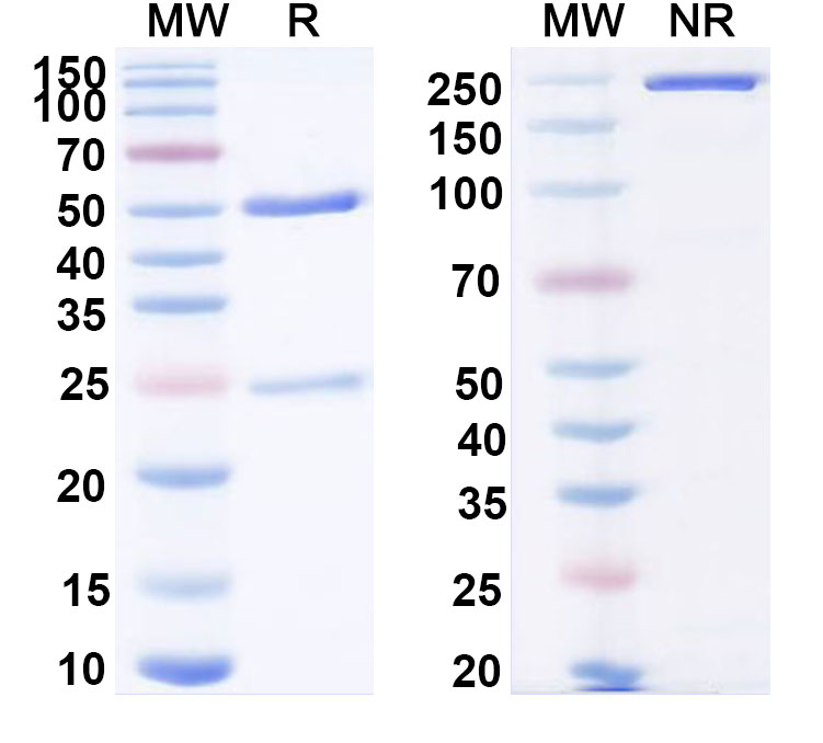 SDS-PAGE for Anti-Human IL36A/IL-1F6 Antibody (SAA0397)