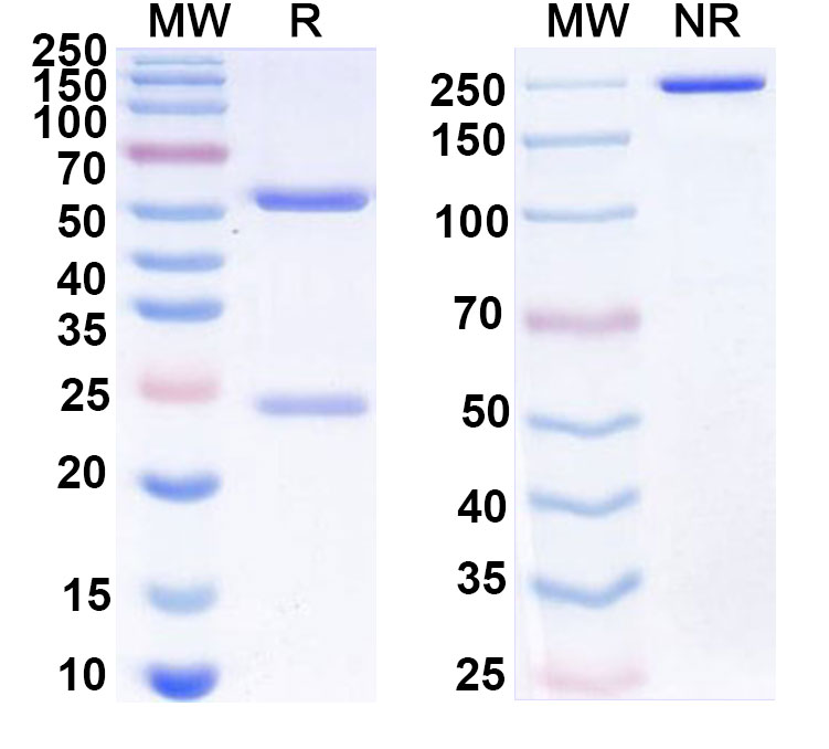 SDS-PAGE for Anti-Human IL5 Antibody (SAA0372)