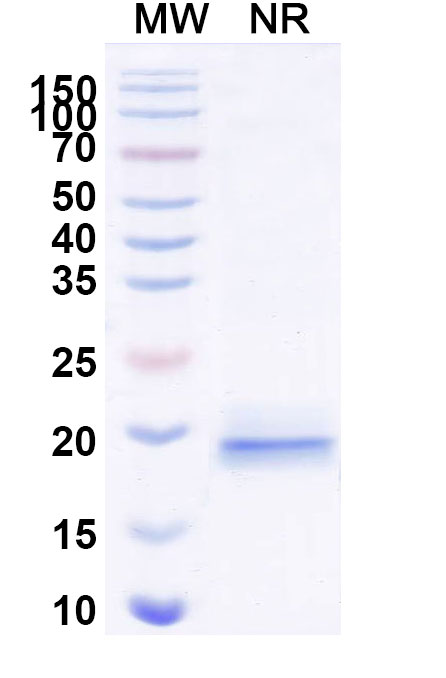 SDS-PAGE for Anti-Human Intact VWF VHH (KB-VWF-D3.1)