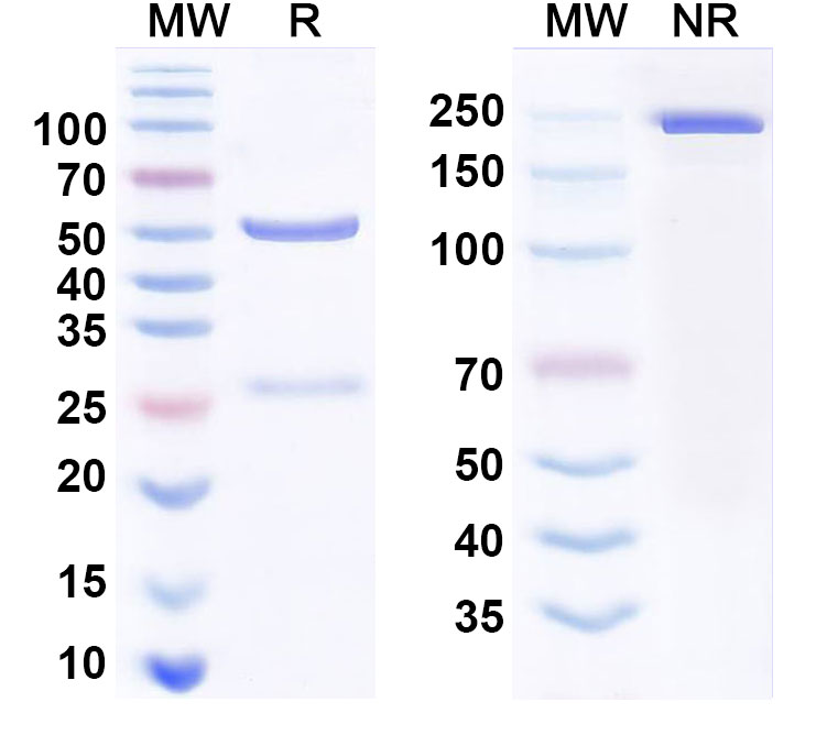 SDS-PAGE for Anti-Human Integrin AVB6 (ITGAV & ITGB6) Monoclonal Antibody (STX-100)