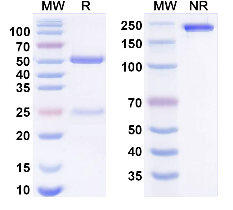SDS-PAGE for Anti-Human IRF4 Monoclonal Antibody (1A516)