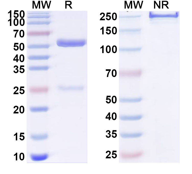SDS-PAGE for Anti-Human ITGA8 Monoclonal Antibody (ABS0311)