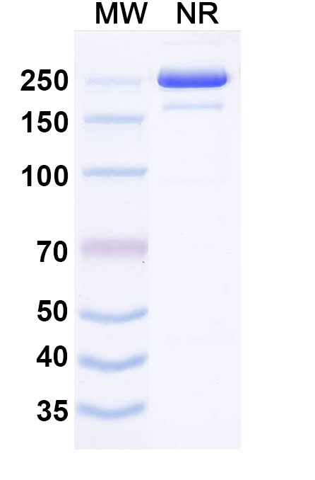 SDS-PAGE for Anti-Human ITM2A Antibody (ABS0260)