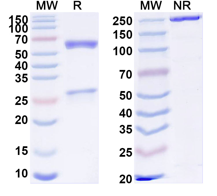 SDS-PAGE for Anti-Human JAML Antibody (ABS0280)