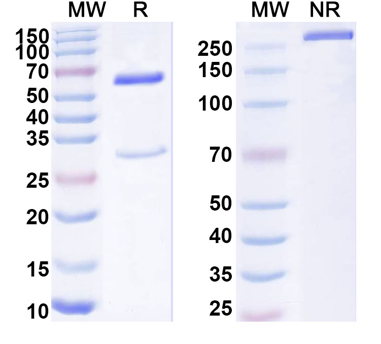 SDS-PAGE for Anti-Human KCNH2/ERG1 Monoclonal Antibody (ABS2068)