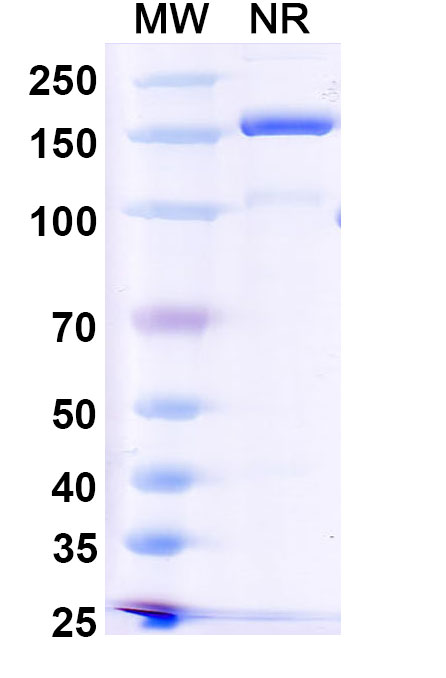 SDS-PAGE for Anti-Human KLRG1/CLEC15A Antibody (SAA0508)