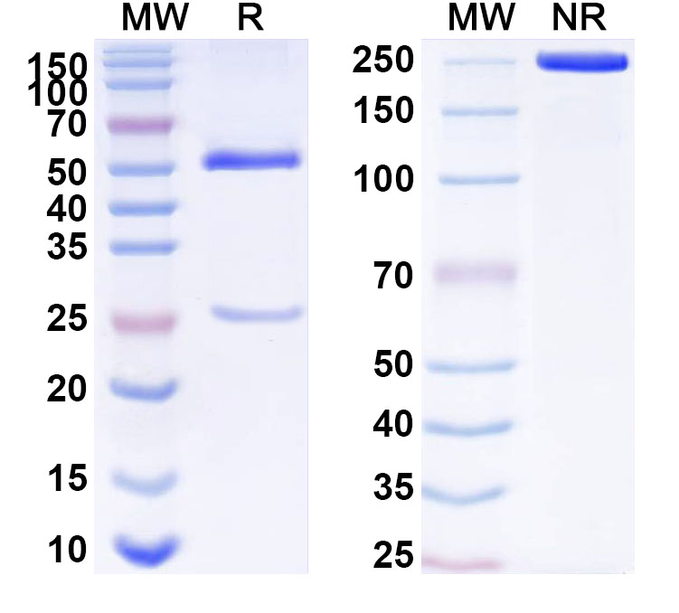 SDS-PAGE for Anti-Human KRAS/K-Ras 2 Monoclonal Antibody (ABS1405)