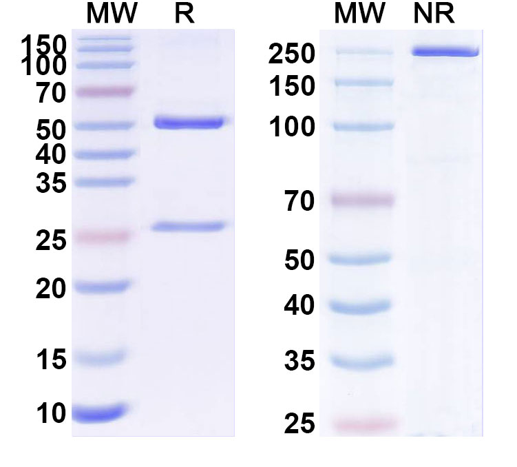 SDS-PAGE for Anti-Human KRT10 Monoclonal Antibody (1A579)