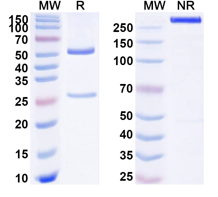 SDS-PAGE for Anti-Human LEP/Leptin Antibody (ABS1901)