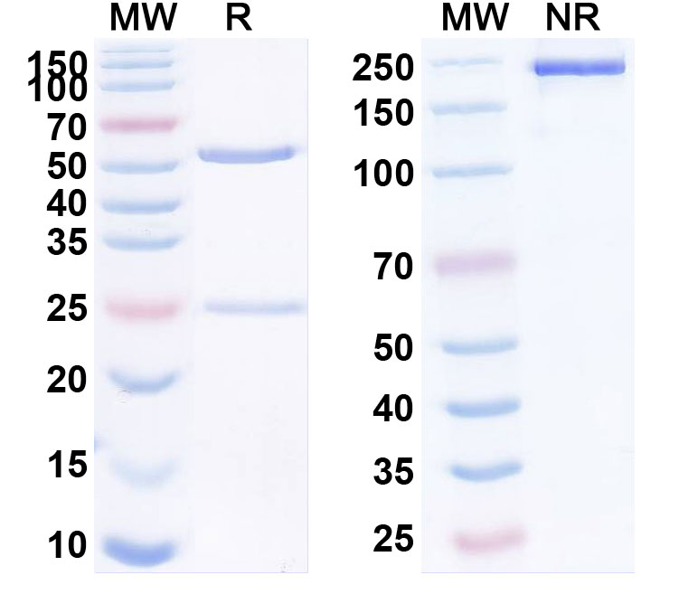 SDS-PAGE for Anti-Human LGR5 (BNC101)