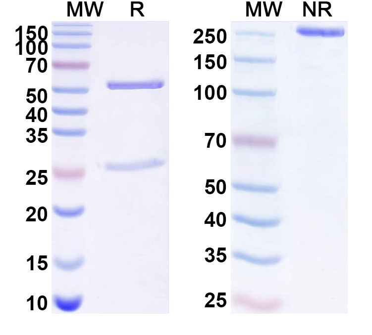 SDS-PAGE for Anti-Human LOXL4 Antibody (ABS2102)
