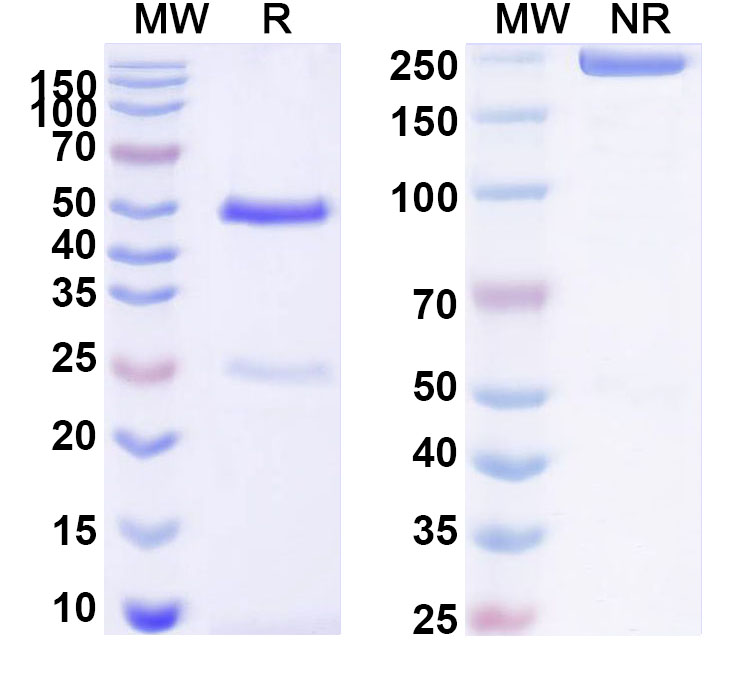 SDS-PAGE for Anti-Human LRG1 Antibody (ABS1825)