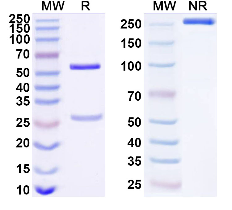 SDS-PAGE for Anti-Human LRP8 Antibody (ABS1332)