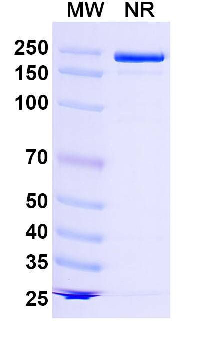 SDS-PAGE for Anti-Human LRRC15/LIB Antibody (SAA0773)