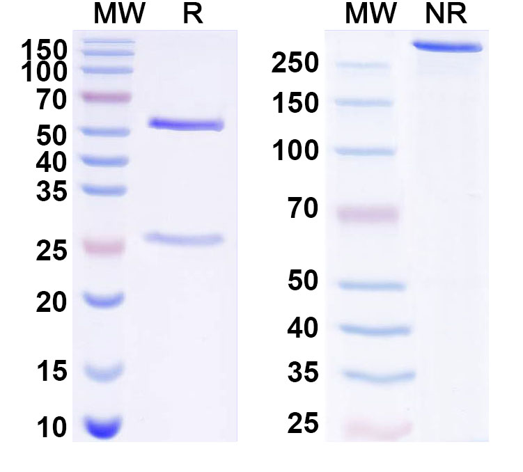 SDS-PAGE for Anti-Human LSR Antibody (ABS0448)