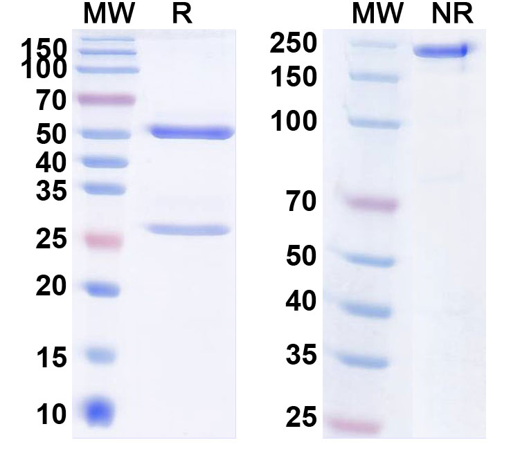 SDS-PAGE for Anti-Human LTF/Lactotransferrin Antibody (1A044)