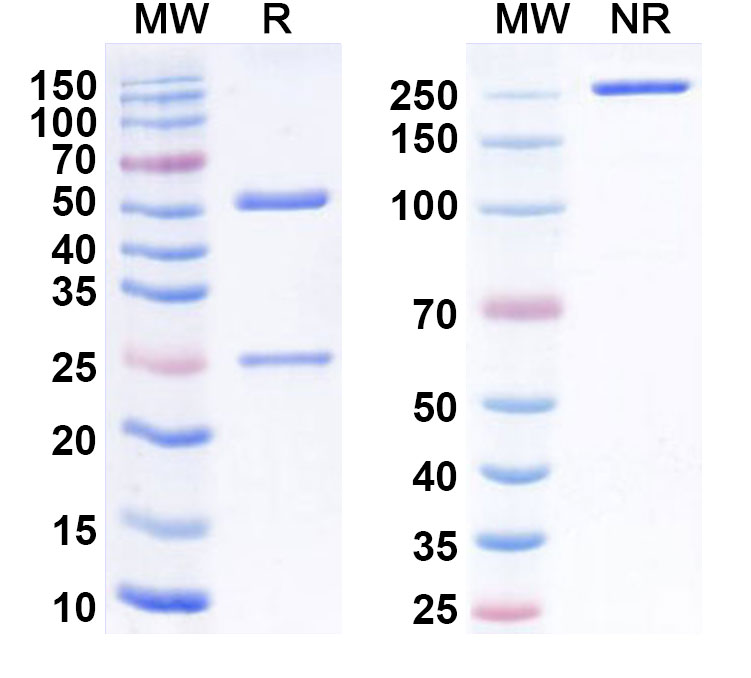 SDS-PAGE for Anti-Human LY6E/SCA-2 (RG 7841)