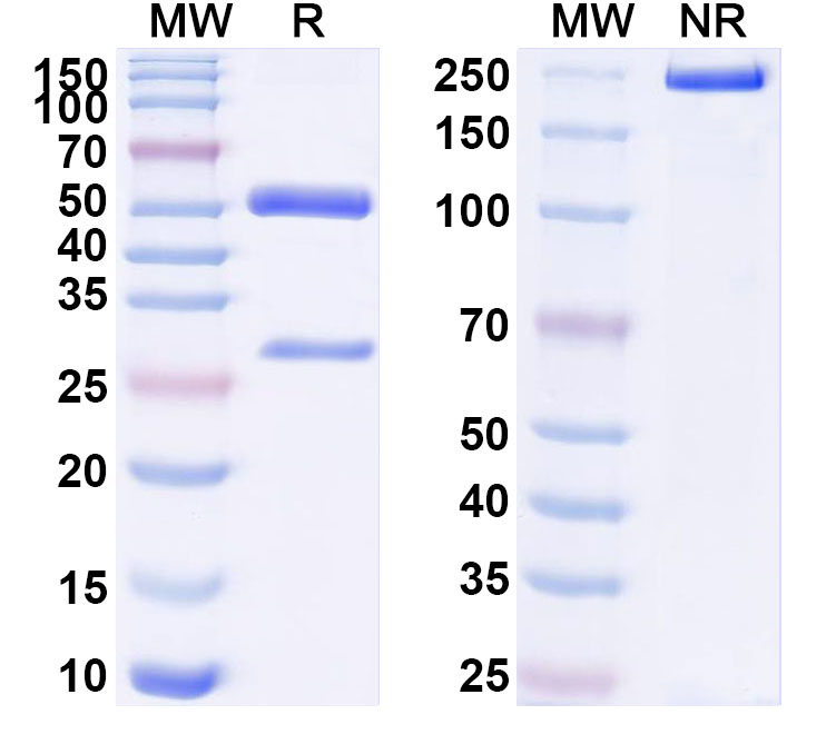 SDS-PAGE for Anti-Human MAGEA3 Monoclonal Antibody (ABS2200)