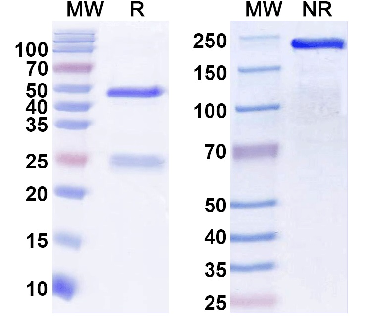 SDS-PAGE for Anti-Human MAP2 Monoclonal Antibody (1A558)