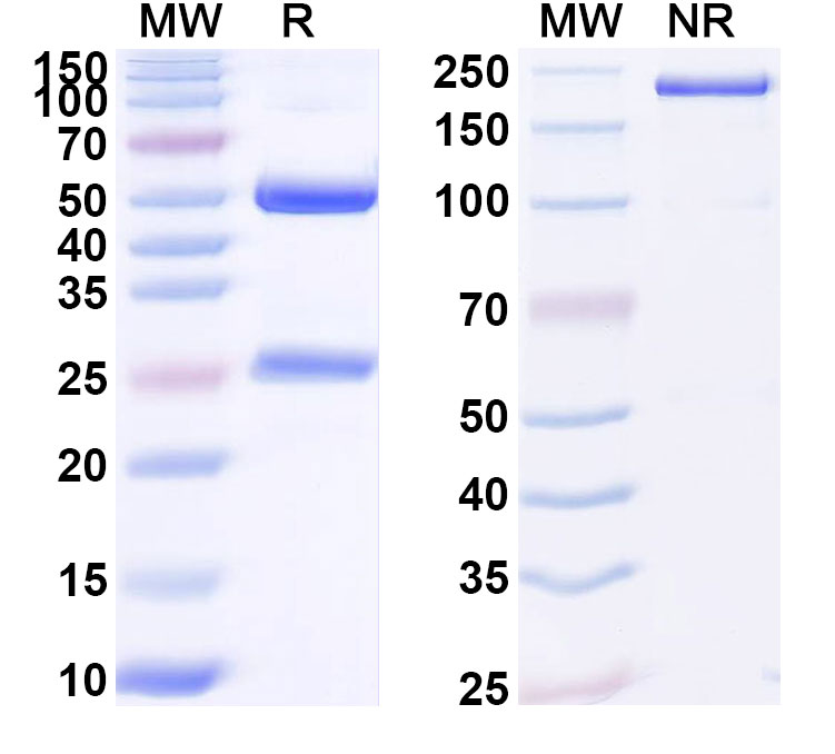 SDS-PAGE for Anti-Human MAP3K14 Monoclonal Antibody (ABS0183)