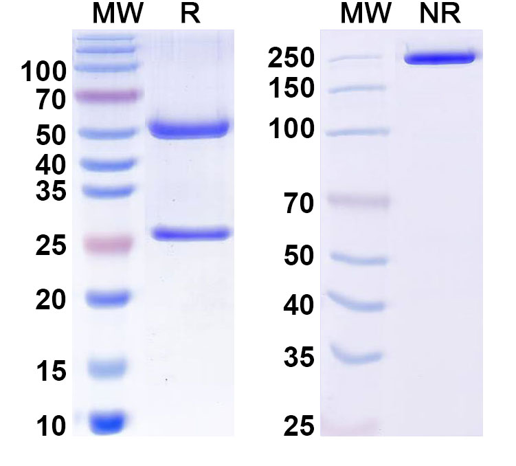 SDS-PAGE for Anti-Human MAPT/Tau/PHF-tau Monoclonal Antibody, RB86