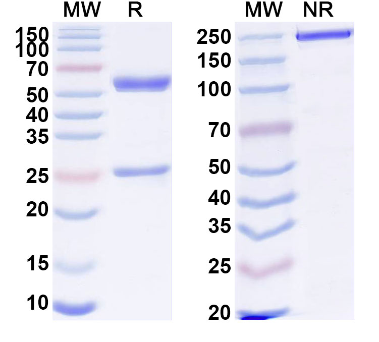 SDS-PAGE for Anti-Human MB Monoclonal Antibody (1A600)