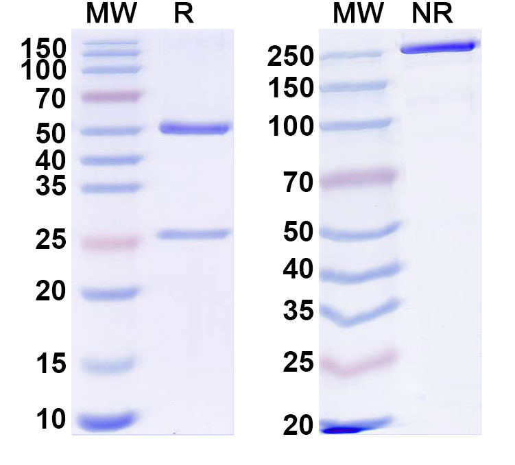SDS-PAGE for Anti-Human MCEMP1 Antibody (ABS1783)