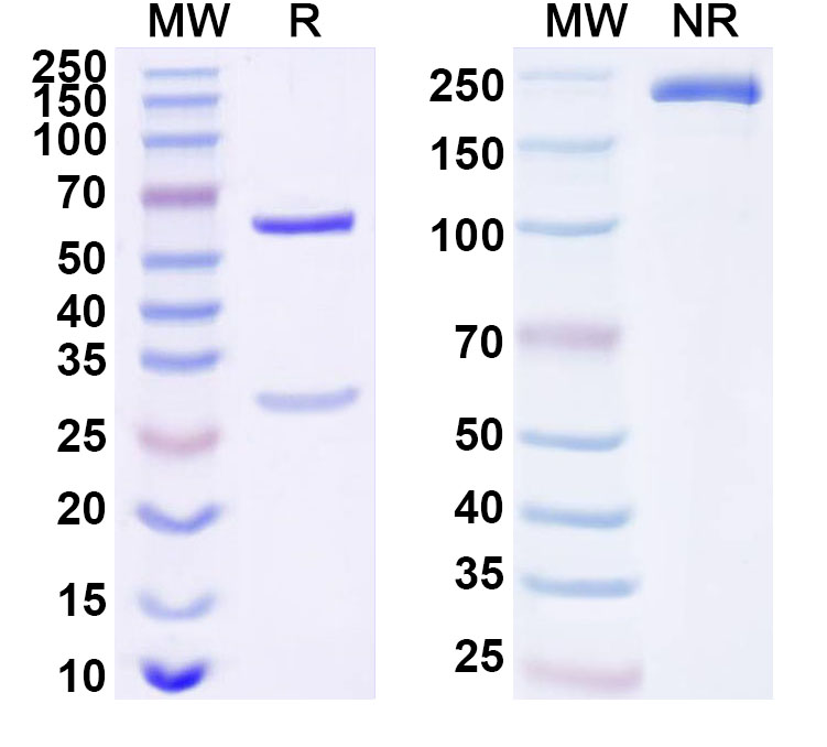 SDS-PAGE for Anti-Human MCM6 Antibody (ABS2139)