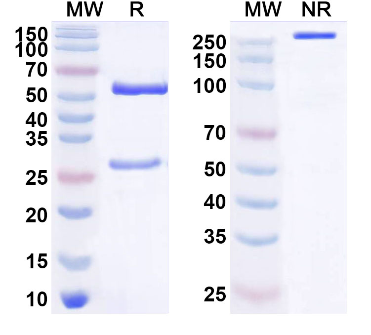 SDS-PAGE for Anti-Human MDA5/IFIH1 Monoclonal Antibody (ABS0730)