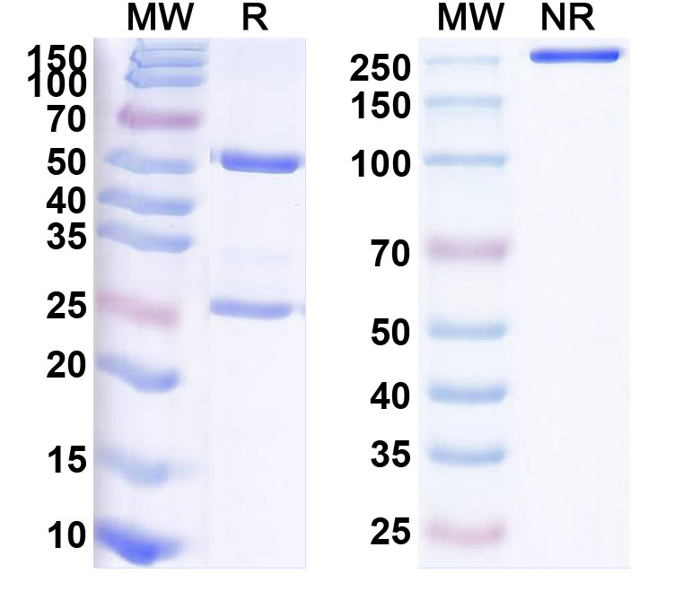 SDS-PAGE for Anti-Human MDM2 (NMC-001)
