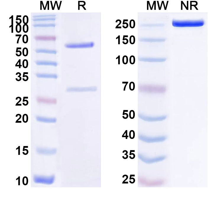 SDS-PAGE for Anti-Human Meflin Antibody (ABS0035)