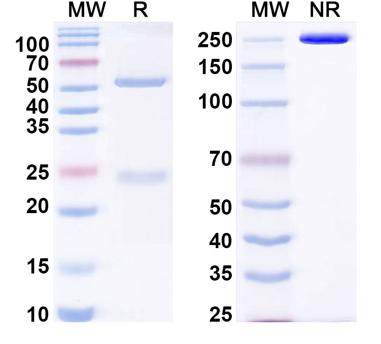 SDS-PAGE for Anti-Human MEN1 IP Antibody (SAA0211)