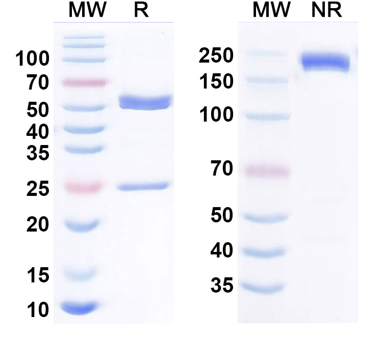 SDS-PAGE for Anti-Human MICA Monoclonal Antibody (CLN-619)
