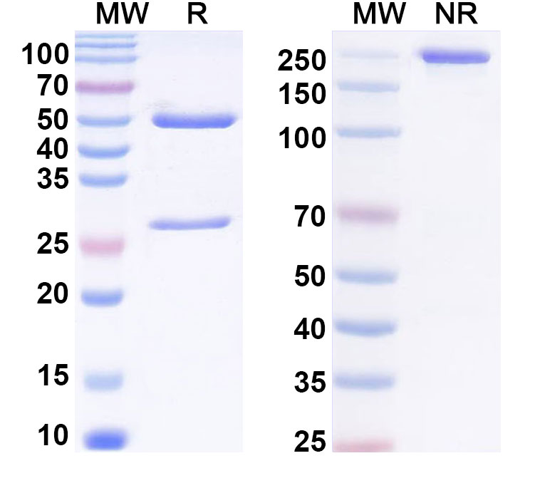 SDS-PAGE for Anti-Human MIF Antibody (SAA2333)
