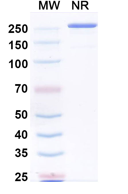 SDS-PAGE for Anti-Human MMP14 Antibody (LEM-2/15)