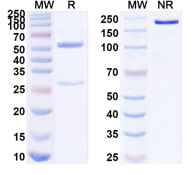 SDS-PAGE for Anti-Human/Mouse/Rat KCNA4 Monoclonal Antibody (K13/31R)