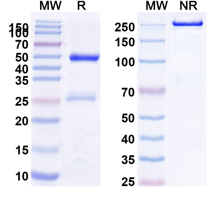 SDS-PAGE for Anti-Human MPO Monoclonal Antibody (1A524)