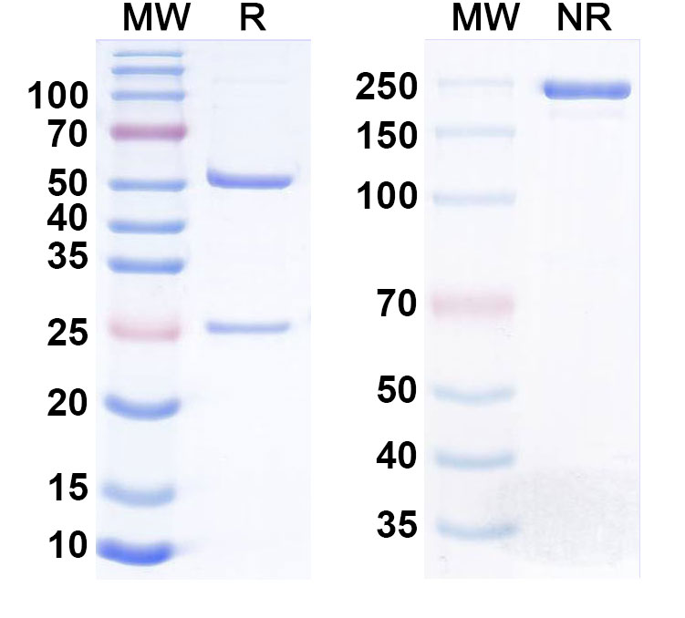 SDS-PAGE for Anti-Human NAMPT Monoclonal Antibody (Alt-100)