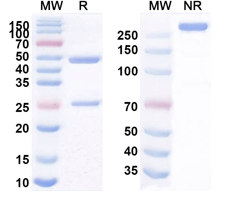SDS-PAGE for Anti-Human NCR3LG1/B7-H6 Antibody (ABS1262)