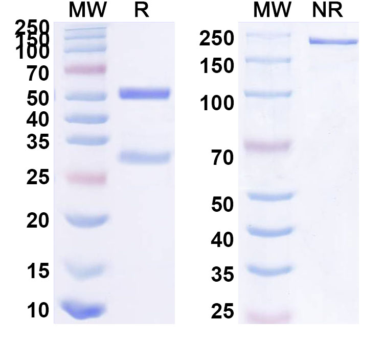 SDS-PAGE for Anti-Human NLRP3 Monoclonal Antibody (18#)