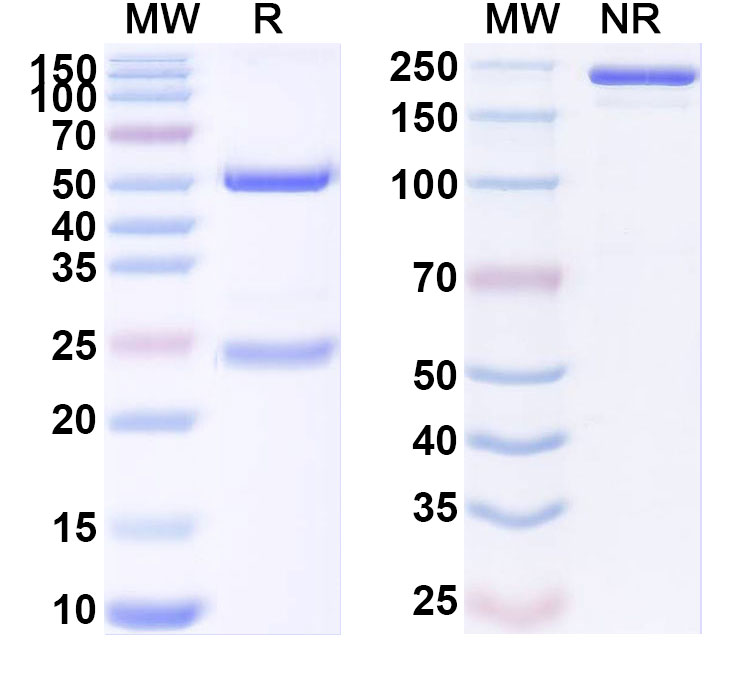 SDS-PAGE for Anti-Human NMES1 Antibody (ABS0239)
