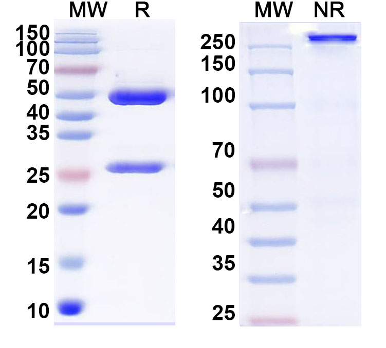 SDS-PAGE for Anti-Human NPR1/NPR-A Monoclonal Antibody (ABS0959)