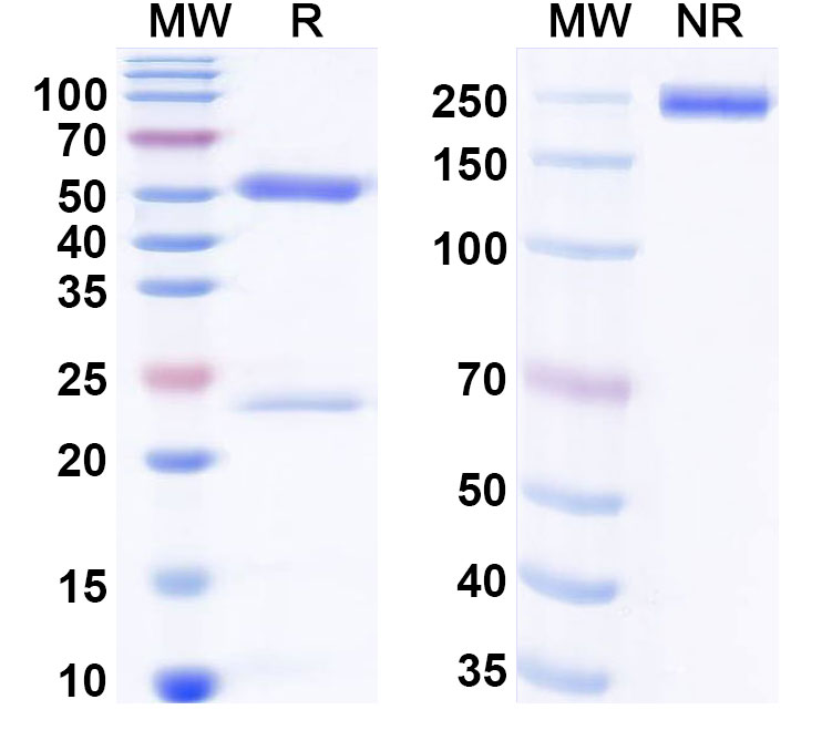 SDS-PAGE for Anti-Human NPY Antibody (SAA0521)