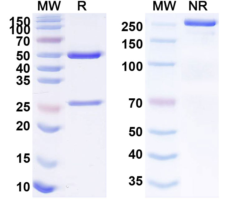 SDS-PAGE for Anti-Human NR5A1 Monoclonal Antibody (1A706)