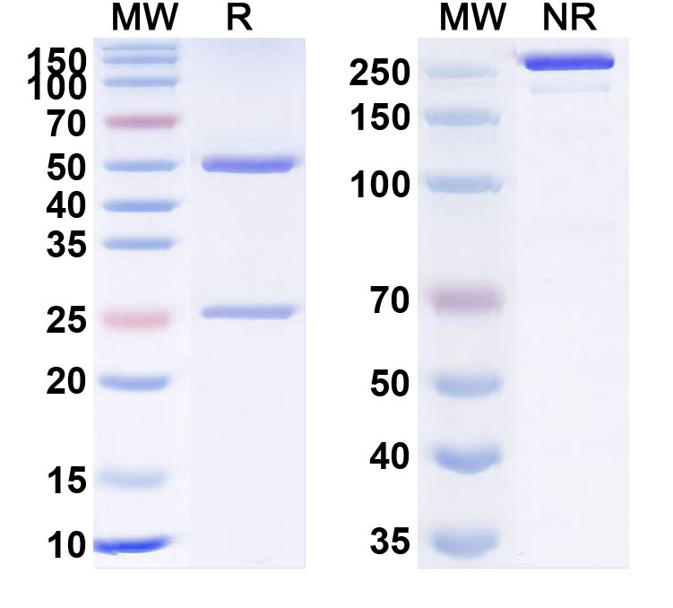 SDS-PAGE for Anti-Human NTRK1 Monoclonal Antibody (1A717)