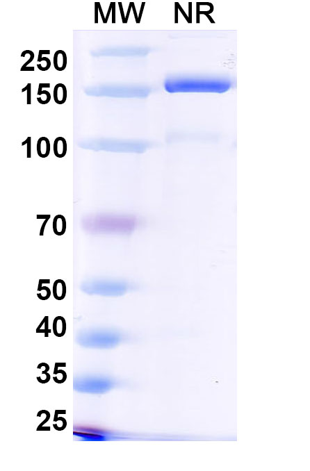 SDS-PAGE for Anti-Human OPN/SPP1 Antibody (SAA0512)