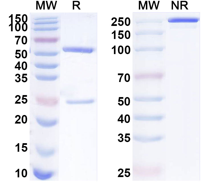 SDS-PAGE for Anti-Human OR10H1 Antibody (ABS1978)