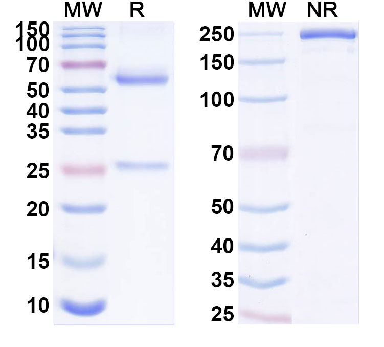 SDS-PAGE for Anti-Human ORAI1 Monoclonal Antibody (ABS1313)