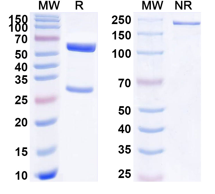 SDS-PAGE for Anti-Human oxLDL Monoclonal Antibody, SAA0551