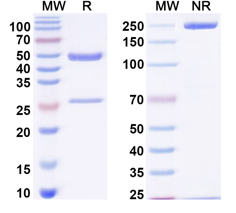 SDS-PAGE for Anti-Human oxLDL Monoclonal Antibody, SAA0552